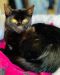 . Salem Bombay Kitten .