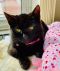 . Salem Bombay Kitten .