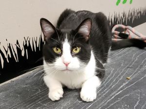 . Tango is at Petco .