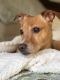 . Guest Dog - Tanner .