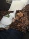 . Guest Dog - Tanner .
