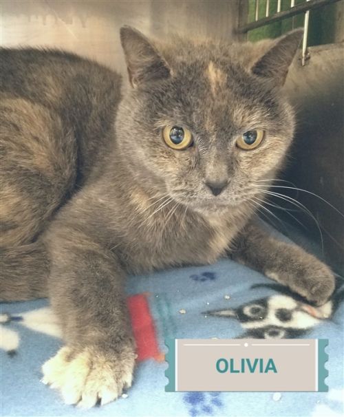 . Olivia .