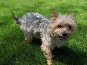 . Munchie - Approved Adopter .