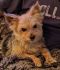 . Munchie - Approved Adopter .