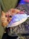 . Munchie - Approved Adopter .