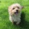 . Munchie - Approved Adopter .