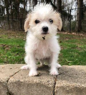 . Aria - ADOPTION PENDING .