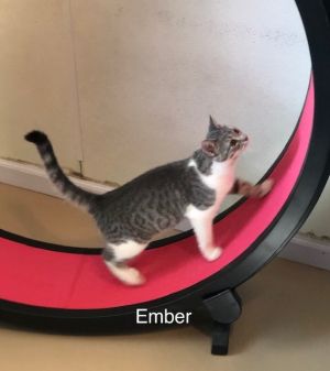 . Ember .