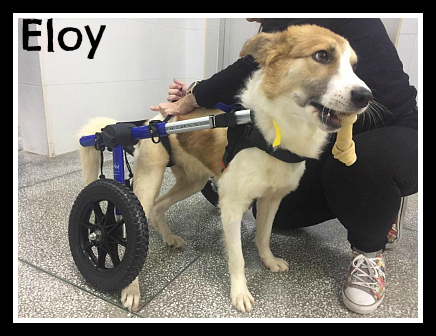 . Eloy (experienced foster home also needed). .