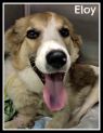 . Eloy (experienced foster home also needed). .