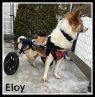 . Eloy (experienced foster home also needed). .