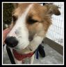 . Eloy (experienced foster home also needed). .