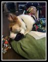 . Eloy (experienced foster home also needed). .