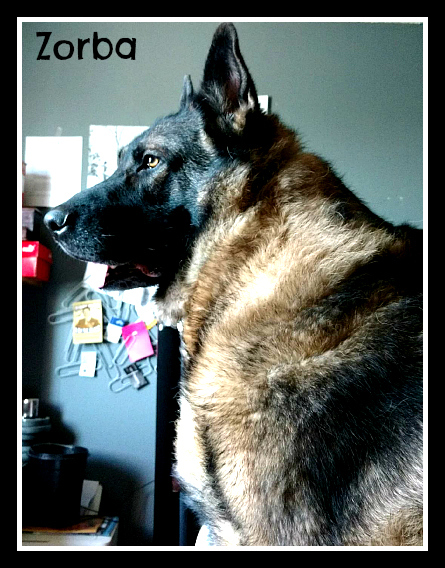 . Zorba (experienced foster home also needed) .