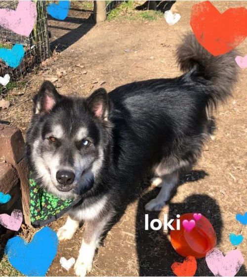 . Loki .