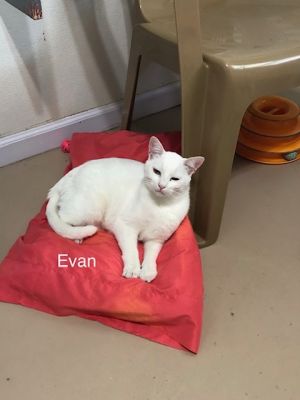 . Evan .
