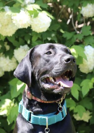 Photo of Max