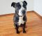 . ALBERT BOSCO (Retrieves, sit, down, and good on a leash) .