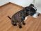 . ALBERT BOSCO (Retrieves, sit, down, and good on a leash) .