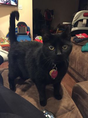 Photo of Zorro