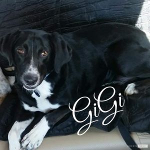 . Gigi .