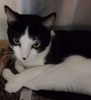 . Tux .