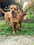 . Cooper & Roxi .
