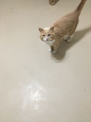. Ginger .