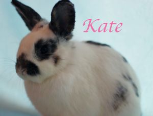 . Kate .