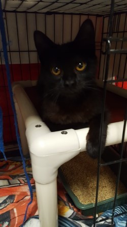 . KITKAT .