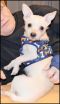 . Max Valentino - 8 lbs. .