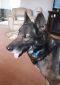 Anya German Shepherd Rescue of the Rockies - Anya