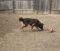 Anya German Shepherd Rescue of the Rockies - Anya
