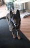 Anya German Shepherd Rescue of the Rockies - Anya