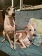 . Picolo & Myshka .