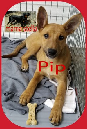 . Pip .