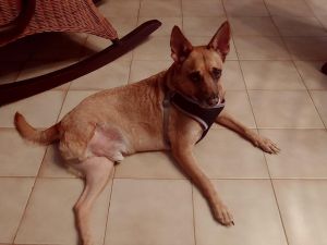 . Tripod Diego .