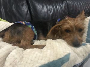 . Scrappy Doo .