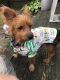 . Scrappy Doo .