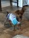 . Scrappy Doo .