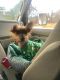 . Scrappy Doo .