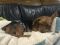 . Scrappy Doo .