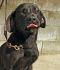 . CINDY LUCY (playful, good natured) .