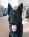 Angel German Shepherd Rescue of the Rockies - Angel