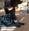 Angel German Shepherd Rescue of the Rockies - Angel