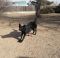 Angel German Shepherd Rescue of the Rockies - Angel