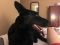 Angel German Shepherd Rescue of the Rockies - Angel
