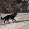 Angel German Shepherd Rescue of the Rockies - Angel