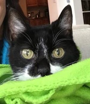 . Pepita .