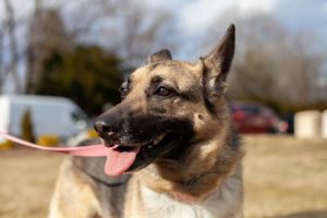 . Lola - Shepherd .